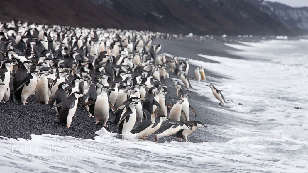 Chinstrap penguins at Bailey Head, Deception Island.  Chinstrap penguins enter and exit the surf on the black sand beach at Bailey Head on Deception Island.  Bailey Head is home to one of the largest colonies of chinstrap penguins in the world. Antarctic Peninsula, Antarctica, Pygoscelis antarcticus, natural history stock photograph, photo id 25457