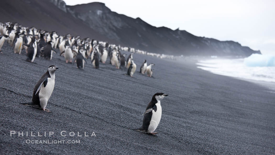 Chinstrap penguins at Bailey Head, Deception Island.  Chinstrap penguins enter and exit the surf on the black sand beach at Bailey Head on Deception Island.  Bailey Head is home to one of the largest colonies of chinstrap penguins in the world. Antarctic Peninsula, Antarctica, Pygoscelis antarcticus, natural history stock photograph, photo id 25461