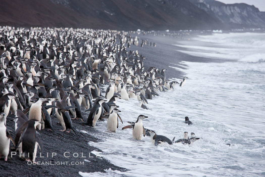 Chinstrap penguins at Bailey Head, Deception Island.  Chinstrap penguins enter and exit the surf on the black sand beach at Bailey Head on Deception Island.  Bailey Head is home to one of the largest colonies of chinstrap penguins in the world. Antarctic Peninsula, Antarctica, Pygoscelis antarcticus, natural history stock photograph, photo id 25469