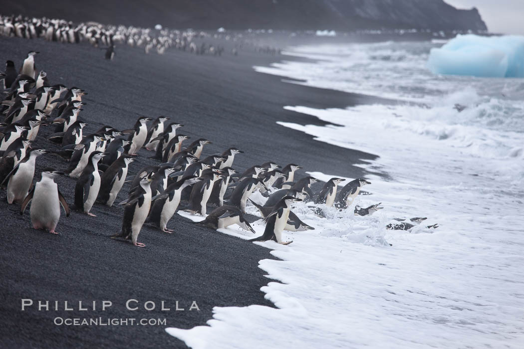 Chinstrap penguins at Bailey Head, Deception Island.  Chinstrap penguins enter and exit the surf on the black sand beach at Bailey Head on Deception Island.  Bailey Head is home to one of the largest colonies of chinstrap penguins in the world. Antarctic Peninsula, Antarctica, Pygoscelis antarcticus, natural history stock photograph, photo id 25473