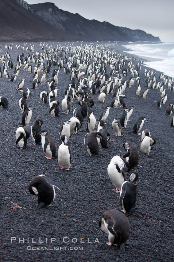 Chinstrap penguins at Bailey Head, Deception Island.  Chinstrap penguins enter and exit the surf on the black sand beach at Bailey Head on Deception Island.  Bailey Head is home to one of the largest colonies of chinstrap penguins in the world. Antarctic Peninsula, Antarctica, Pygoscelis antarcticus, natural history stock photograph, photo id 25481