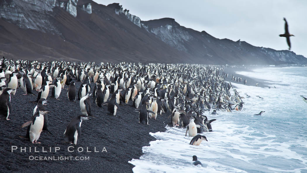 Chinstrap penguins at Bailey Head, Deception Island.  Chinstrap penguins enter and exit the surf on the black sand beach at Bailey Head on Deception Island.  Bailey Head is home to one of the largest colonies of chinstrap penguins in the world. Antarctic Peninsula, Antarctica, Pygoscelis antarcticus, natural history stock photograph, photo id 25489