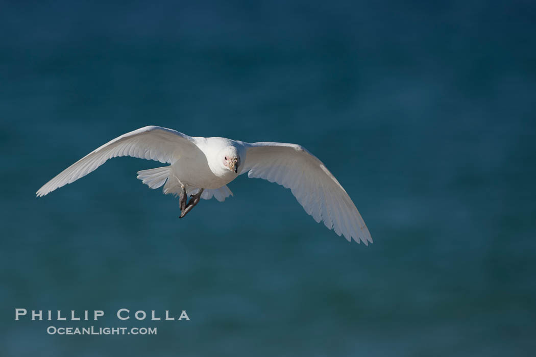 Snowy sheathbill in flight, flying over the ocean., Chionis alba, natural history stock photograph, photo id 23823