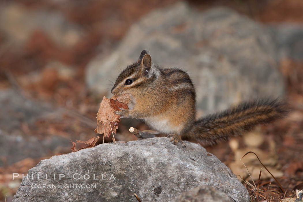 Chipmunk. Oregon Caves National Monument, USA, Tamias, natural history stock photograph, photo id 25874