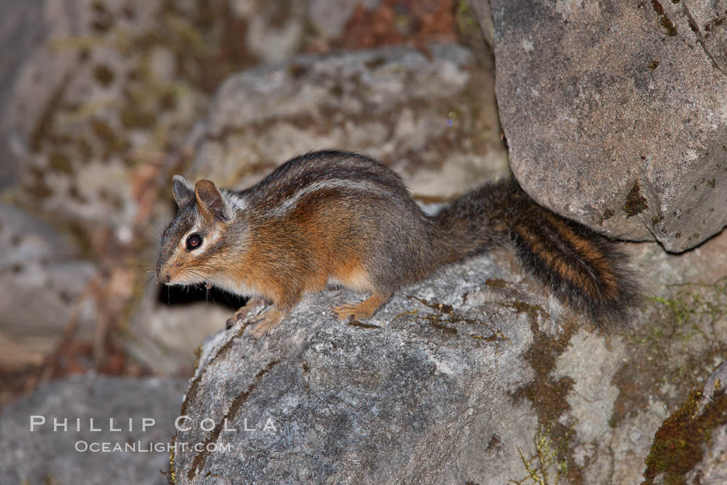 Chipmunk. Oregon Caves National Monument, USA, Tamias, natural history stock photograph, photo id 25871