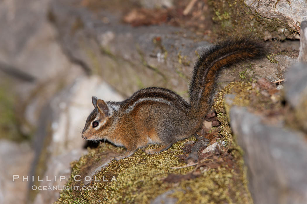 Chipmunk. Oregon Caves National Monument, USA, Tamias, natural history stock photograph, photo id 25872