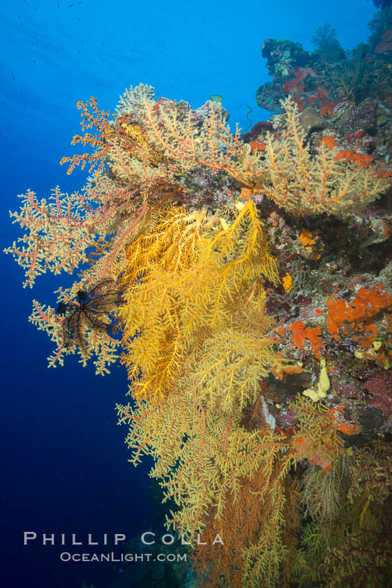 Colorful Chironephthya soft coral coloniea in Fiji, hanging off wall, resembling sea fans or gorgonians. Vatu I Ra Passage, Bligh Waters, Viti Levu  Island, Chironephthya, Gorgonacea, natural history stock photograph, photo id 31498