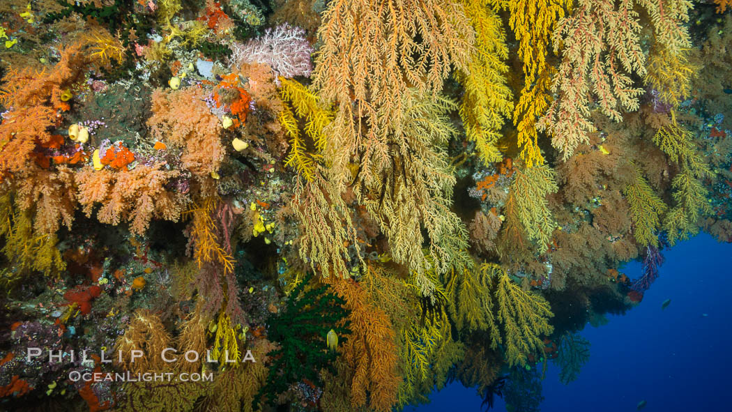 Colorful Chironephthya soft coral coloniea in Fiji, hanging off wall, resembling sea fans or gorgonians. Mount Mutiny, Bligh Waters, Fiji. Vatu I Ra Passage, Viti Levu  Island, Chironephthya, Gorgonacea, natural history stock photograph, photo id 31694