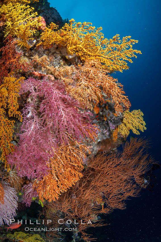 Colorful Chironephthya soft coral coloniea in Fiji, hanging off wall, resembling sea fans or gorgonians, Vatu I Ra Passage, Bligh Waters, Viti Levu Island