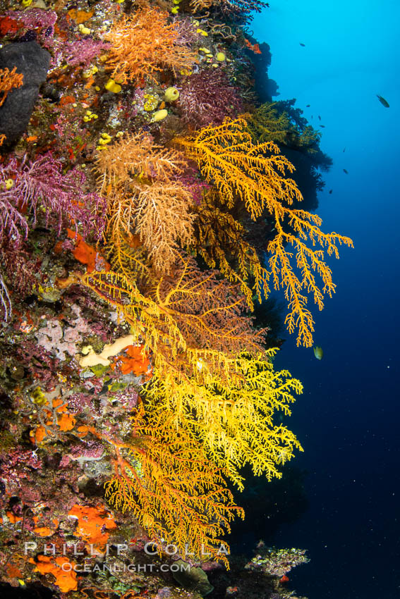 Colorful Chironephthya soft coral coloniea in Fiji, hanging off wall, resembling sea fans or gorgonians. Vatu I Ra Passage, Bligh Waters, Viti Levu Island, natural history stock photograph, photo id 34966