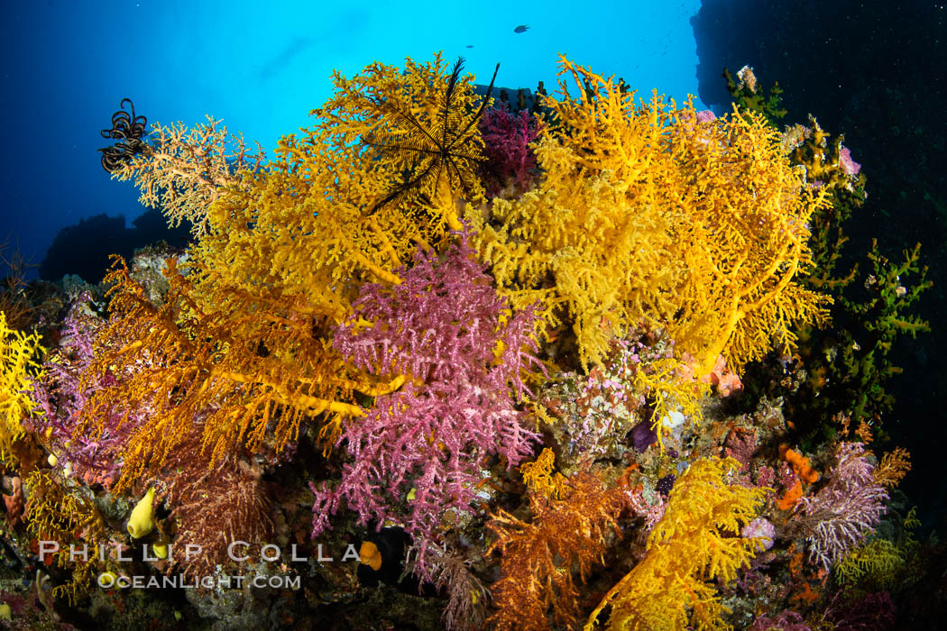 Colorful Chironephthya soft coral coloniea in Fiji, hanging off wall, resembling sea fans or gorgonians. Vatu I Ra Passage, Bligh Waters, Viti Levu Island, natural history stock photograph, photo id 35028