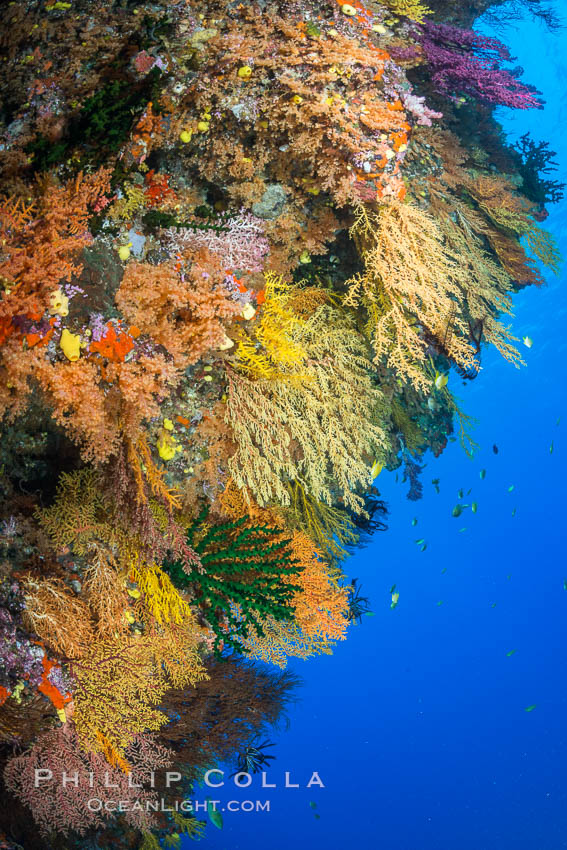 Colorful Chironephthya soft coral coloniea in Fiji, hanging off wall, resembling sea fans or gorgonians. Vatu I Ra Passage, Bligh Waters, Viti Levu  Island, Chironephthya, Gorgonacea, natural history stock photograph, photo id 31679