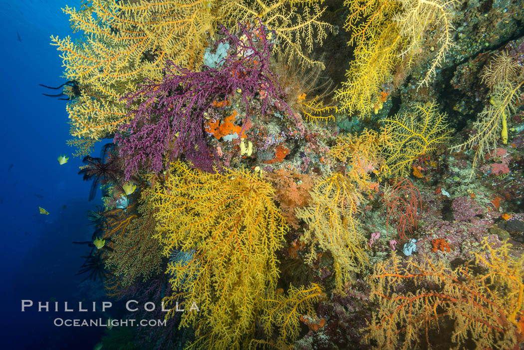 Colorful Chironephthya soft coral coloniea in Fiji, hanging off wall, resembling sea fans or gorgonians. Vatu I Ra Passage, Bligh Waters, Viti Levu  Island, Chironephthya, Gorgonacea, natural history stock photograph, photo id 31699