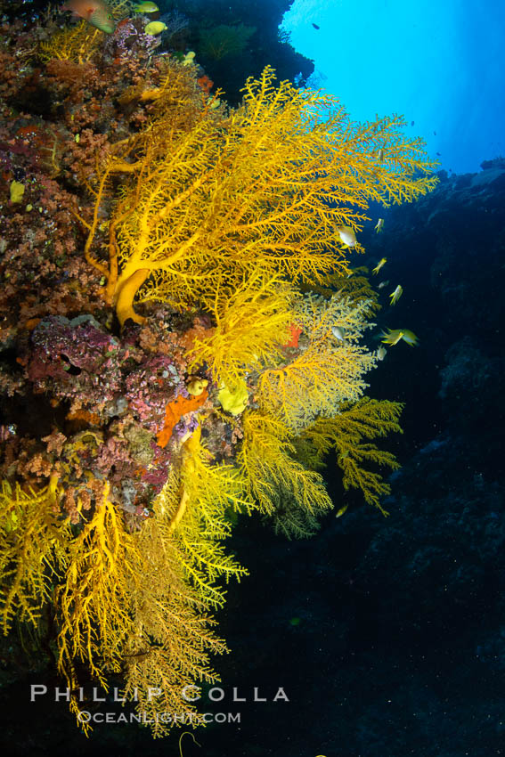 Colorful Chironephthya soft coral coloniea in Fiji, hanging off wall, resembling sea fans or gorgonians. Vatu I Ra Passage, Bligh Waters, Viti Levu Island, natural history stock photograph, photo id 34967