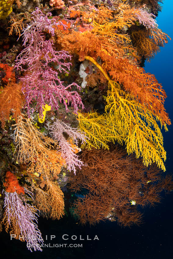 Colorful Chironephthya soft coral coloniea in Fiji, hanging off wall, resembling sea fans or gorgonians. Vatu I Ra Passage, Bligh Waters, Viti Levu Island, natural history stock photograph, photo id 35027