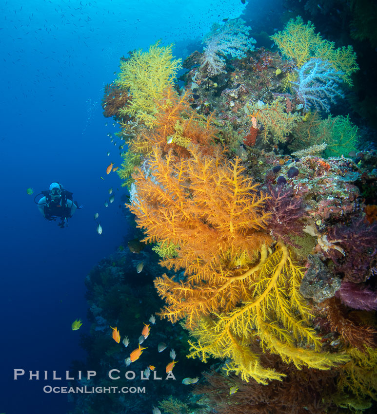 Tracy and Chironephthya soft corals on the wall of Mount Mutiny, a spectacular deepwater sea mount in the Bligh Waters of Fiji. Vatu I Ra Passage, Viti Levu Island, Chironephthya, natural history stock photograph, photo id 41022