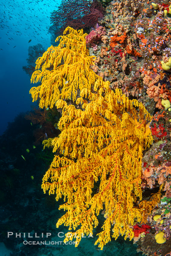 Chironephthya soft corals on wall of Mount Mutiny, a spectacular deep water sea mount in the Bligh Waters of Fiji. Vatu I Ra Passage, Viti Levu Island, Chironephthya, natural history stock photograph, photo id 41066
