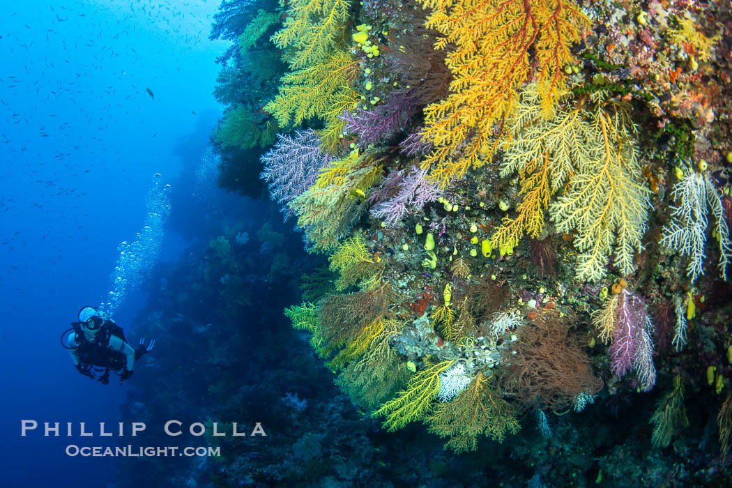 Tracy and Chironephthya soft corals on wall of Mount Mutiny, a spectacular deep water sea mount in the Bligh Waters of Fiji. Vatu I Ra Passage, Viti Levu Island, Chironephthya, natural history stock photograph, photo id 41064