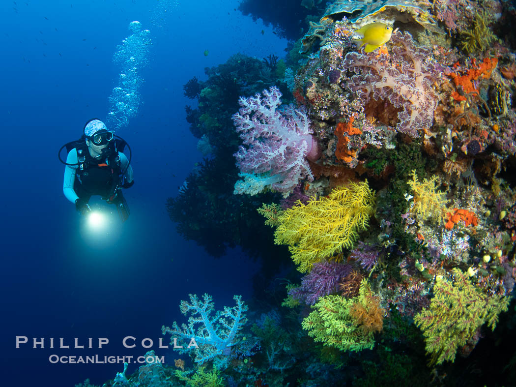 Tracy and Chironephthya soft corals on wall of Mount Mutiny, a spectacular deep water sea mount in the Bligh Waters of Fiji. Vatu I Ra Passage, Viti Levu Island, Chironephthya, natural history stock photograph, photo id 41063