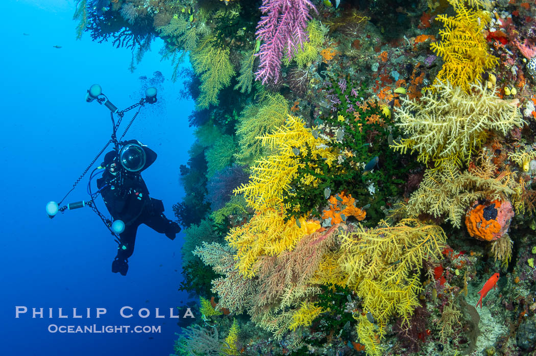 Chironephthya soft corals on wall of Mount Mutiny, a spectacular deep water sea mount in the Bligh Waters of Fiji. Vatu I Ra Passage, Viti Levu Island, Chironephthya, natural history stock photograph, photo id 41085