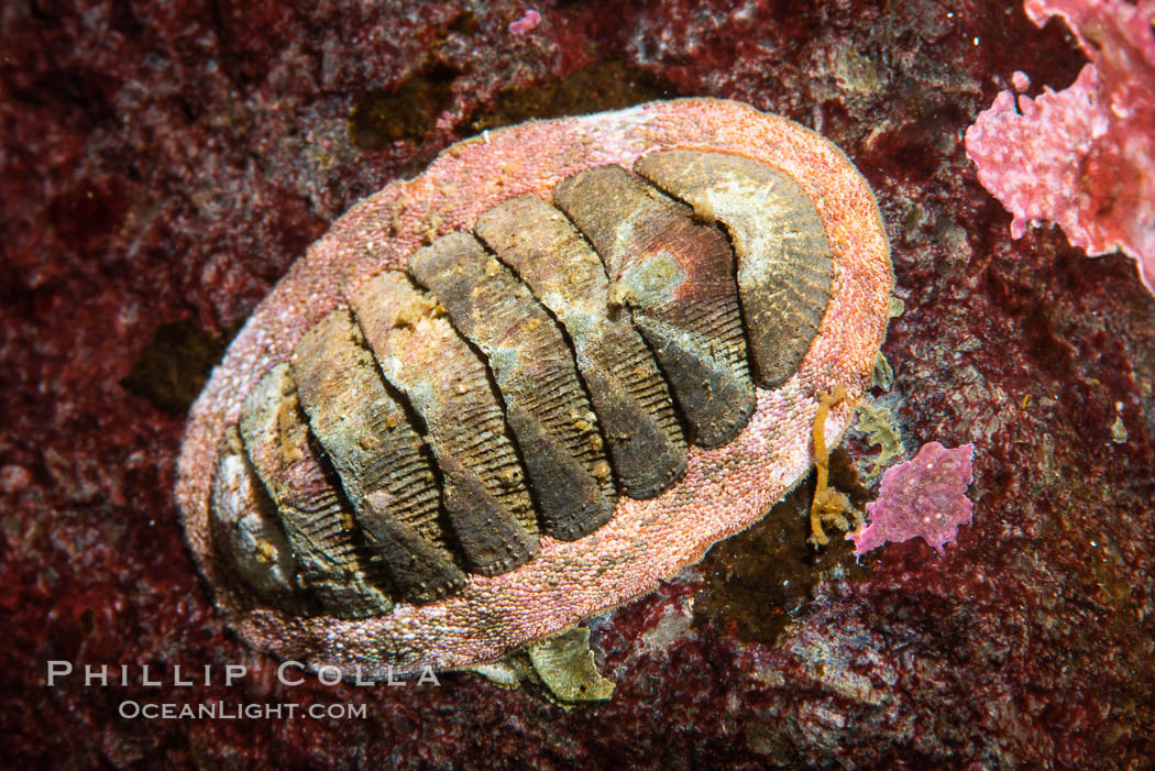 Chiton, Vancouver Island, Canada., natural history stock photograph, photo id 35377