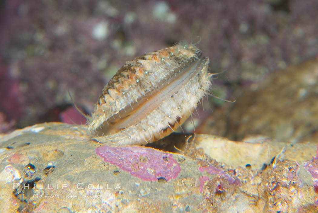 Swimming scallop., Chlamys, natural history stock photograph, photo id 14519