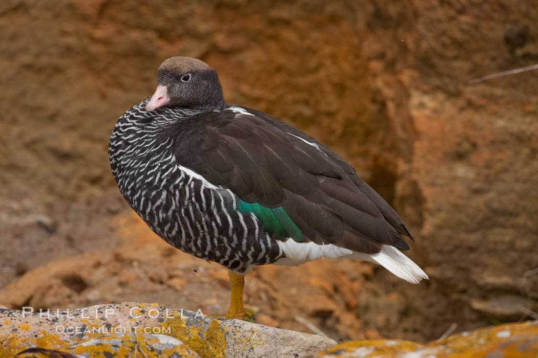 Kelp goose, female with multicolored plumage very different from the pure white of male kelp geese.  The kelp goose is noted for eating only seaweed, primarily of the genus ulva.  It inhabits rocky coastline habitats where it forages for kelp. New Island, Falkland Islands, United Kingdom, Chloephaga hybrida, Chloephaga hybrida malvinarum, natural history stock photograph, photo id 23758