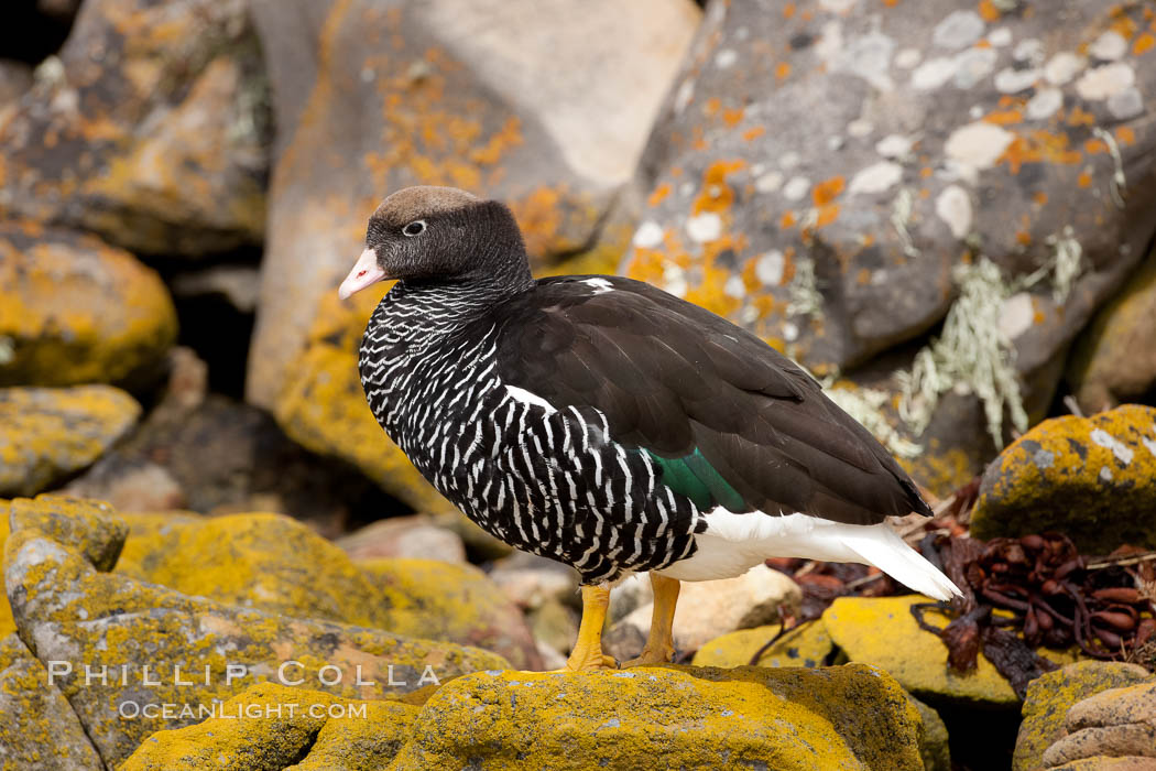 Kelp goose, female with multicolored plumage very different from the pure white of male kelp geese.  The kelp goose is noted for eating only seaweed, primarily of the genus ulva.  It inhabits rocky coastline habitats where it forages for kelp. New Island, Falkland Islands, United Kingdom, Chloephaga hybrida, Chloephaga hybrida malvinarum, natural history stock photograph, photo id 23760