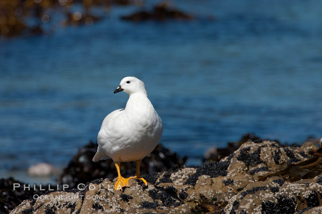 Kelp goose, male. Carcass Island, Falkland Islands, United Kingdom, Chloephaga hybrida, natural history stock photograph, photo id 23984