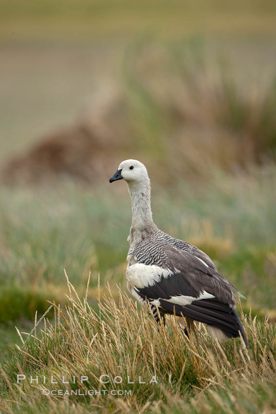 Upland goose, male, walking across grasslands. Males have a white head and breast, females are brown with black-striped wings and yellow feet. Upland geese are 24-29"  long and weigh about 7 lbs. New Island, Falkland Islands, United Kingdom, Chloephaga picta, natural history stock photograph, photo id 23769