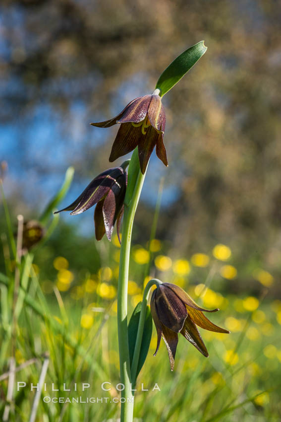 Chocolate lily growing among grasses on oak-covered hillsides. The chocolate lily is a herbaceous perennial monocot that is increasingly difficult to find in the wild due to habitat loss. The flower is a striking brown color akin to the color of chocolate. Santa Rosa Plateau Ecological Reserve, Murrieta, California, USA, natural history stock photograph, photo id 33149