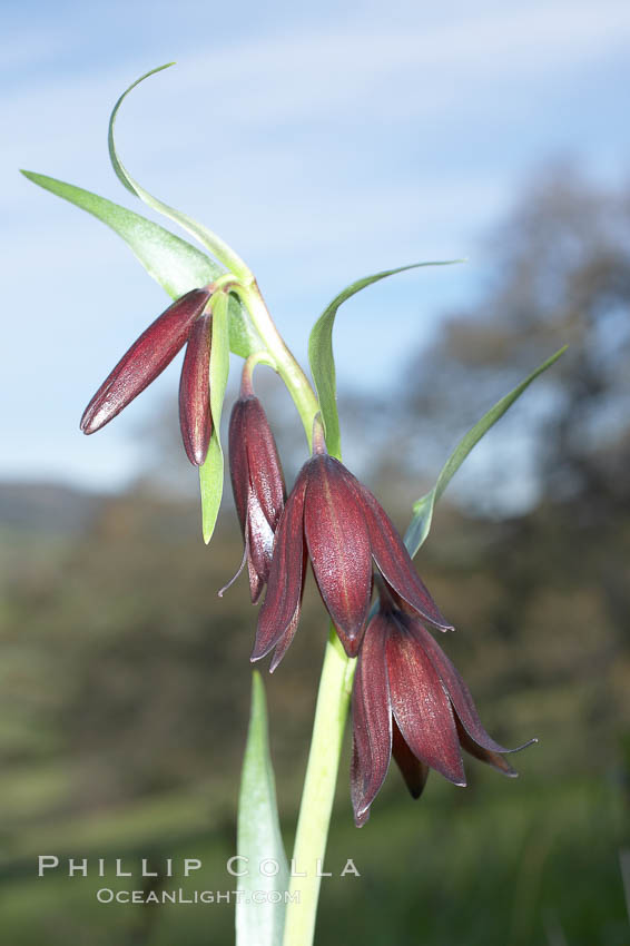 Chocolate lily bloom close-up. Santa Rosa Plateau Ecological Reserve, Murrieta, California, USA, Fritillaria biflora, natural history stock photograph, photo id 20529