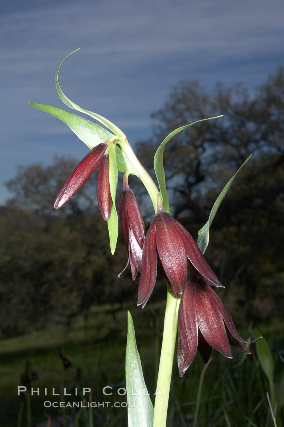 Chocolate lily bloom close-up. Santa Rosa Plateau Ecological Reserve, Murrieta, California, USA, Fritillaria biflora, natural history stock photograph, photo id 20528