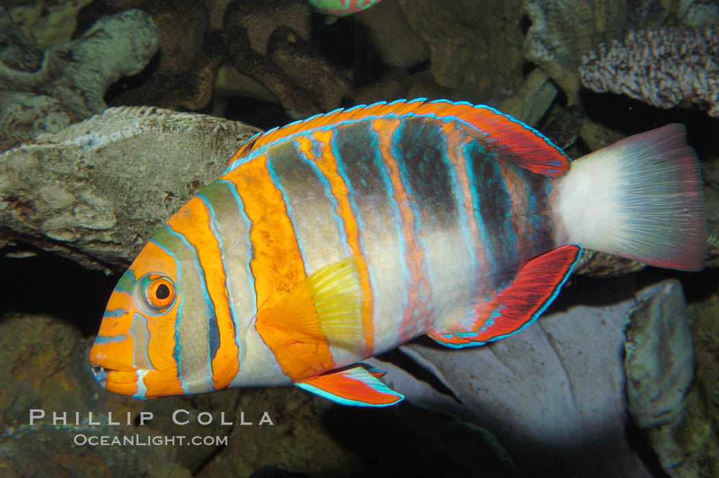 Harlequin tuskfish., Choerodon fasciatus, natural history stock photograph, photo id 08846