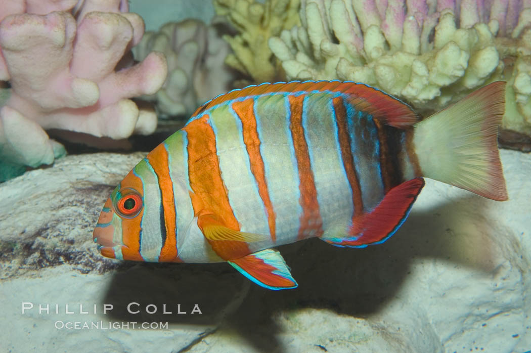 Harlequin tuskfish., Choerodon fasciatus, natural history stock photograph, photo id 07847