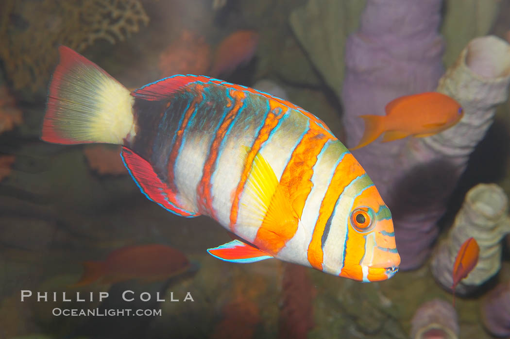 Harlequin tuskfish., Choerodon fasciatus, natural history stock photograph, photo id 12885