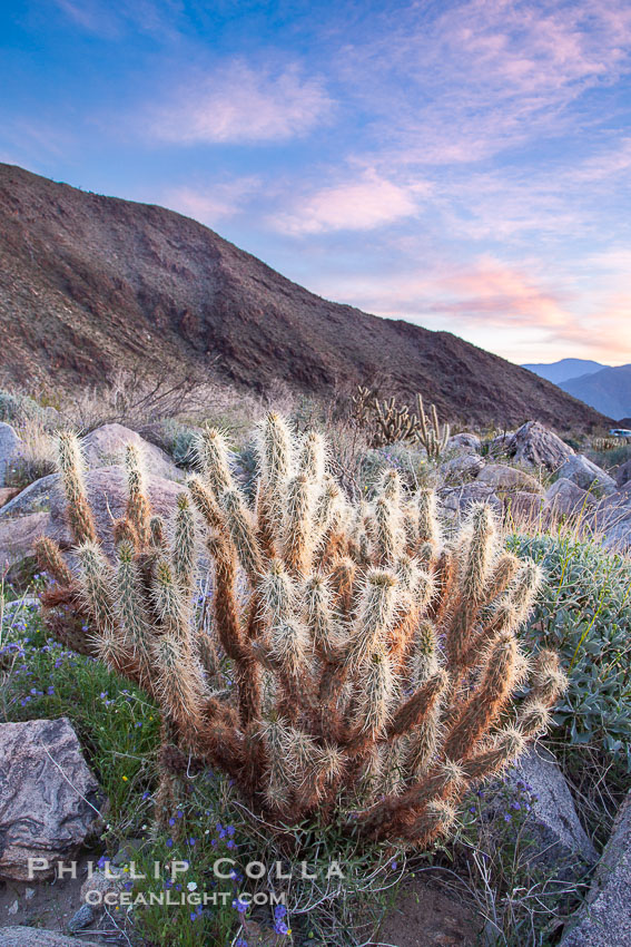 Cholla cactus, sunrise, dawn, Palm Canyon, Anza-Borrego Desert State Park. Borrego Springs, California, USA, Opuntia, natural history stock photograph, photo id 24305