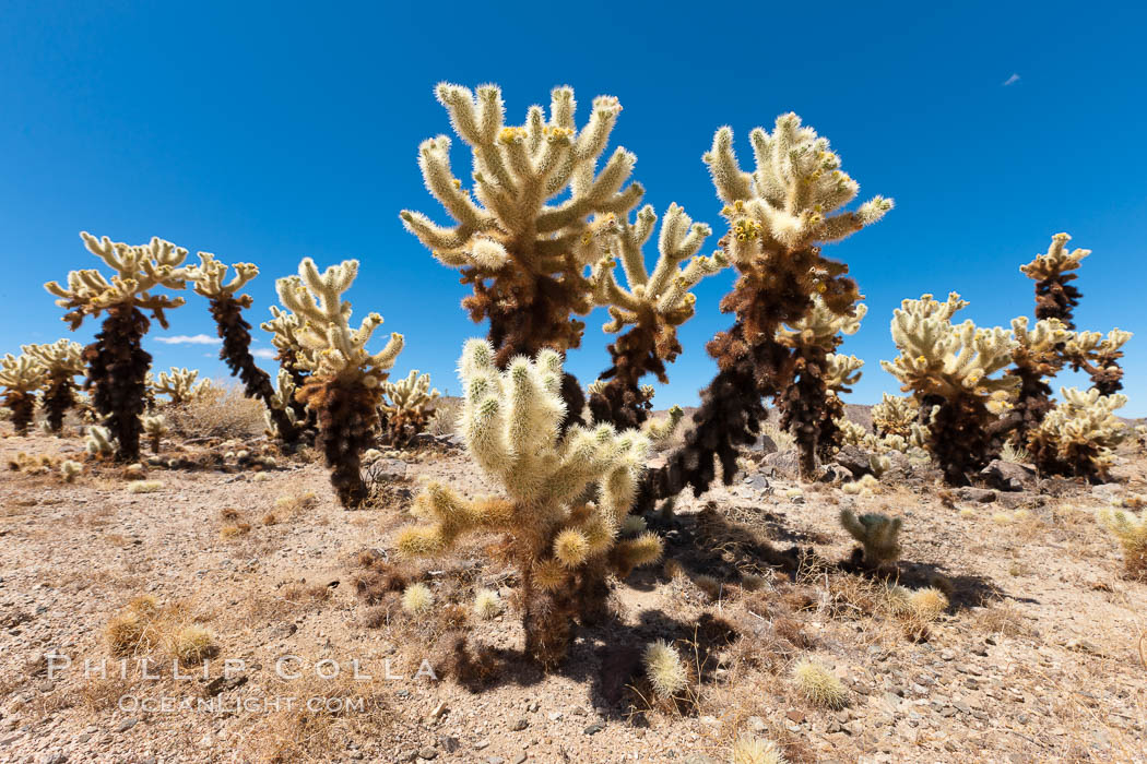 Teddy-Bear cholla cactus. This species is covered with dense spines and pieces easily detach and painfully attach to the skin of distracted passers-by. Joshua Tree National Park, California, USA, Opuntia bigelovii, natural history stock photograph, photo id 26773