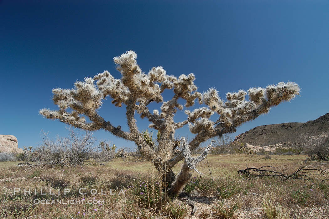 Cholla, likely Optunia bigelovii. Joshua Tree National Park, California, USA, natural history stock photograph, photo id 09144