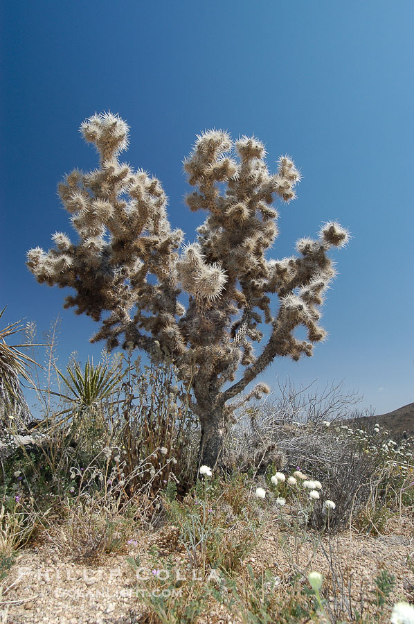 Cholla, likely Optunia bigelovii., natural history stock photograph, photo id 09145