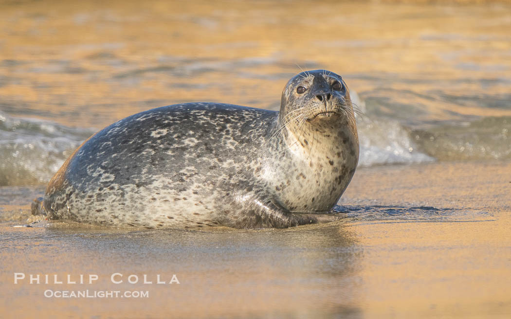 Chonky Pacific harbor seal on wet gold-colored sandy beach in La Jolla. California, USA, natural history stock photograph, photo id 39833
