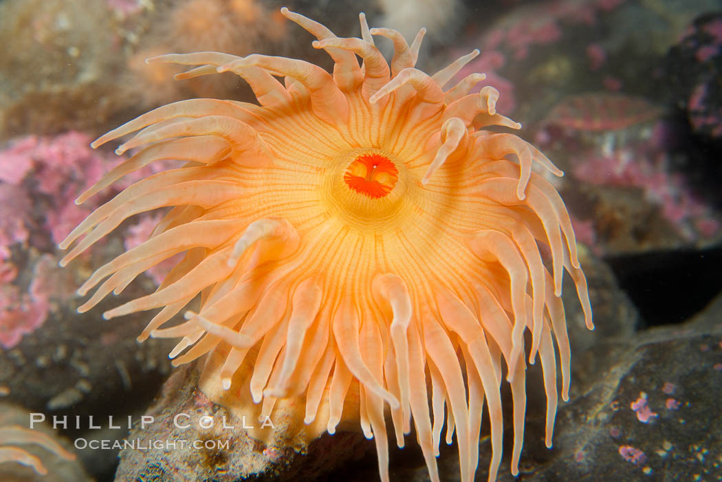 Christmas anemone, feeds on small crabs, urchins and fish, may live 60 to 80 years., Urticina crassicornis, natural history stock photograph, photo id 16971