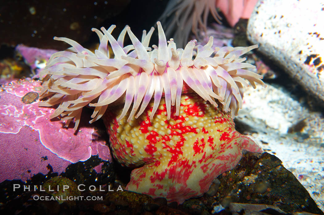 Christmas anemone, feeds on small crabs, urchins and fish, may live 60 to 80 years., Urticina crassicornis, natural history stock photograph, photo id 16965