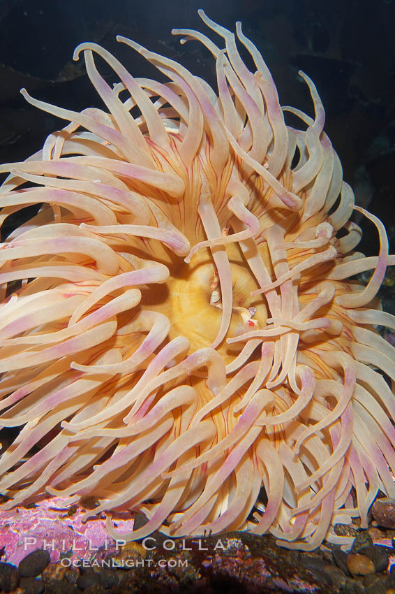 Christmas anemone, feeds on small crabs, urchins and fish, may live 60 to 80 years., Urticina crassicornis, natural history stock photograph, photo id 16966