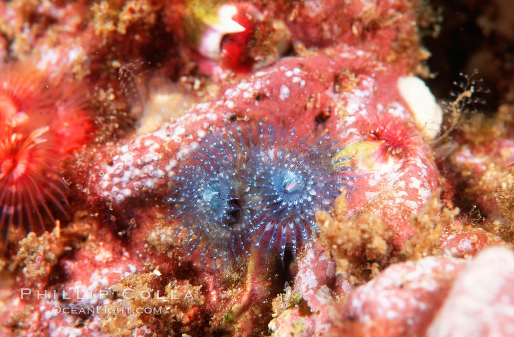 Christmas tree worm. San Miguel Island, California, USA, Spirobranchus spinosus, natural history stock photograph, photo id 02564