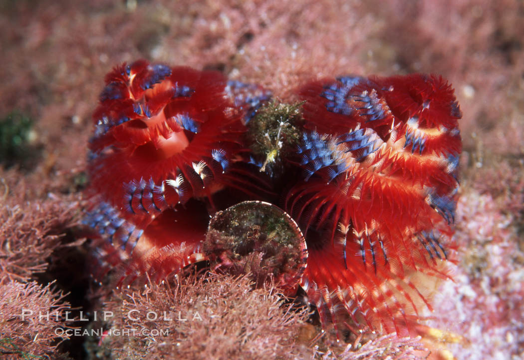 Christmas tree worm (annelid). Punte Vicente Roca, Galapagos Islands, Ecuador, Spirobranchus, natural history stock photograph, photo id 05352