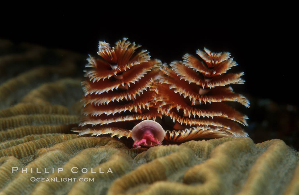 Christmas tree worm (annelid). Roatan, Honduras, Spirobranchus, natural history stock photograph, photo id 05372