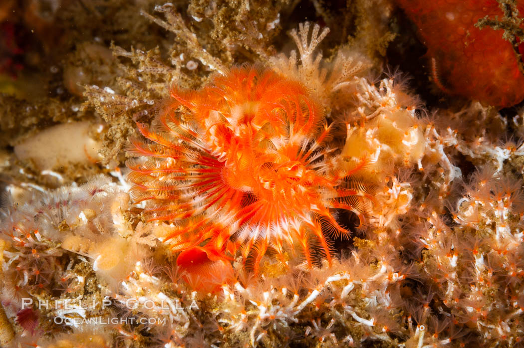 Christmas tree worm. San Nicholas Island, California, USA, Spirobranchus spinosus, natural history stock photograph, photo id 10204