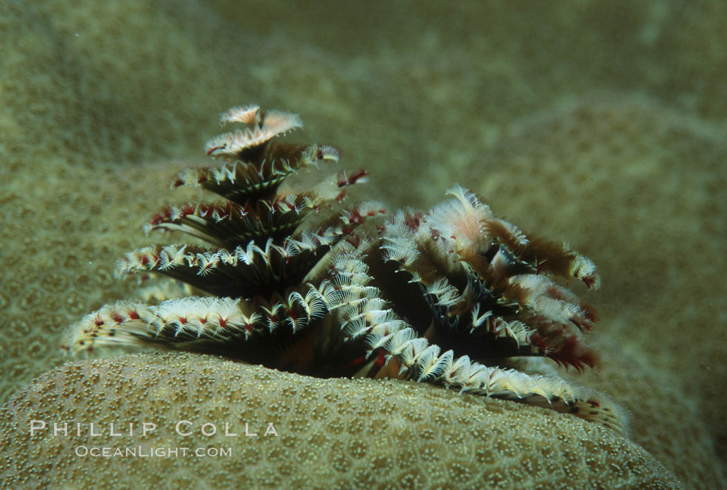 Christmas tree worm (annelid). Roatan, Honduras, Spirobranchus, natural history stock photograph, photo id 05349