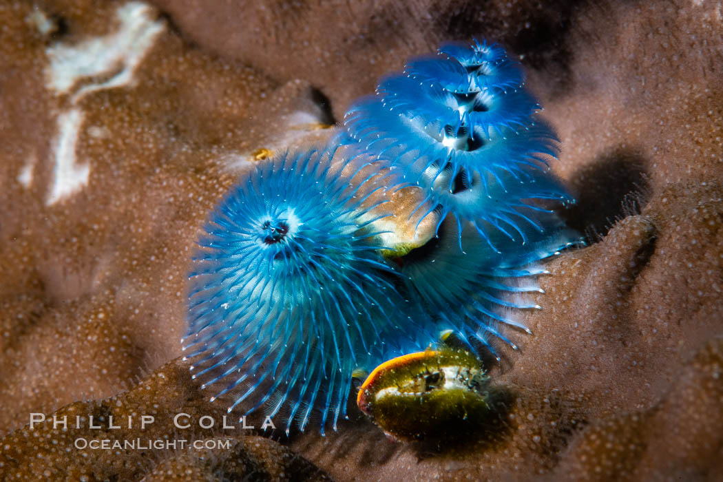 Spiral-gilled tubeworm, Christmas tree worm, Blue Christmas Tree Worm Spirobranchus giganteus, Fiji, Spirobranchus giganteus